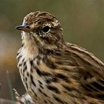_04C9351.jpg Pipit maritime